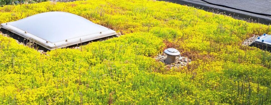 Bloeiend groen dak met dakraam van het Groene Loket Nuenen Amsterdam Weerproof