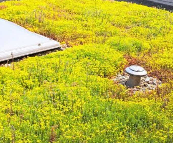 Bloeiend groen dak met dakraam van het Groene Loket Nuenen Amsterdam Weerproof