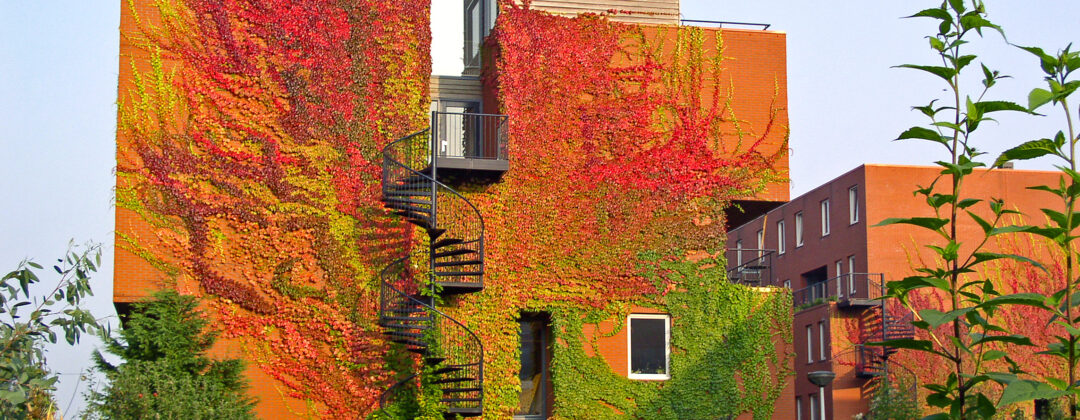 Groene gevel als maatregel tegen hitte Amsterdam Weerproof