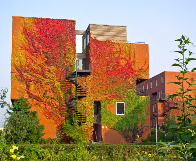 Groene gevel als maatregel tegen hitte Amsterdam Weerproof