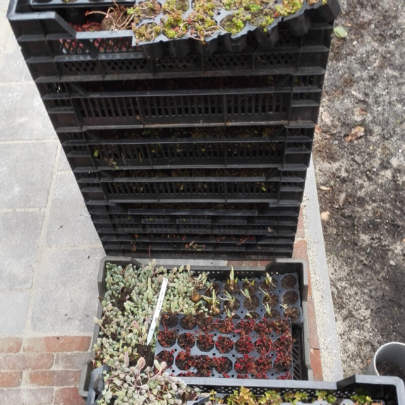 Plantjes voor de aanleg van BloemDwars groen dak met zonnepanelen Amsterdam Weerproof