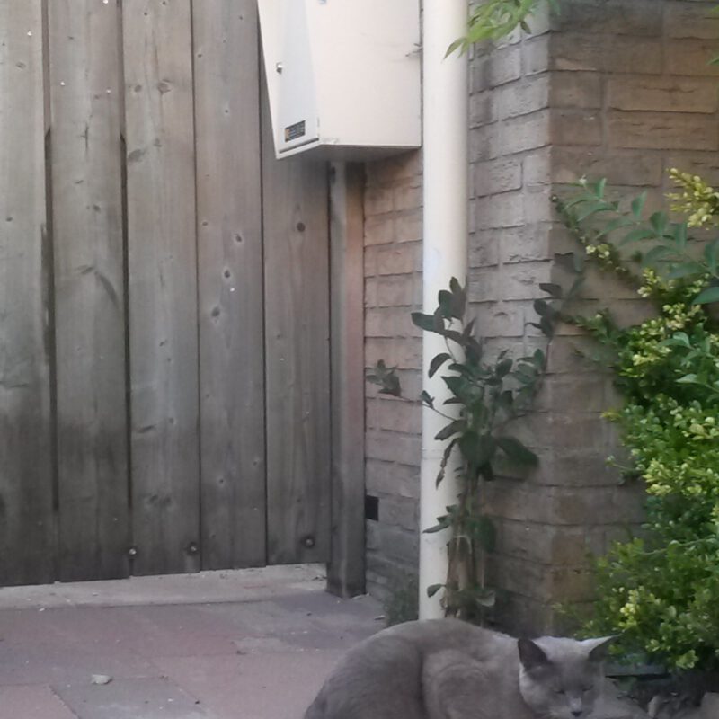 Regenpijp, brievenbus en kat Amsterdam Weerproof