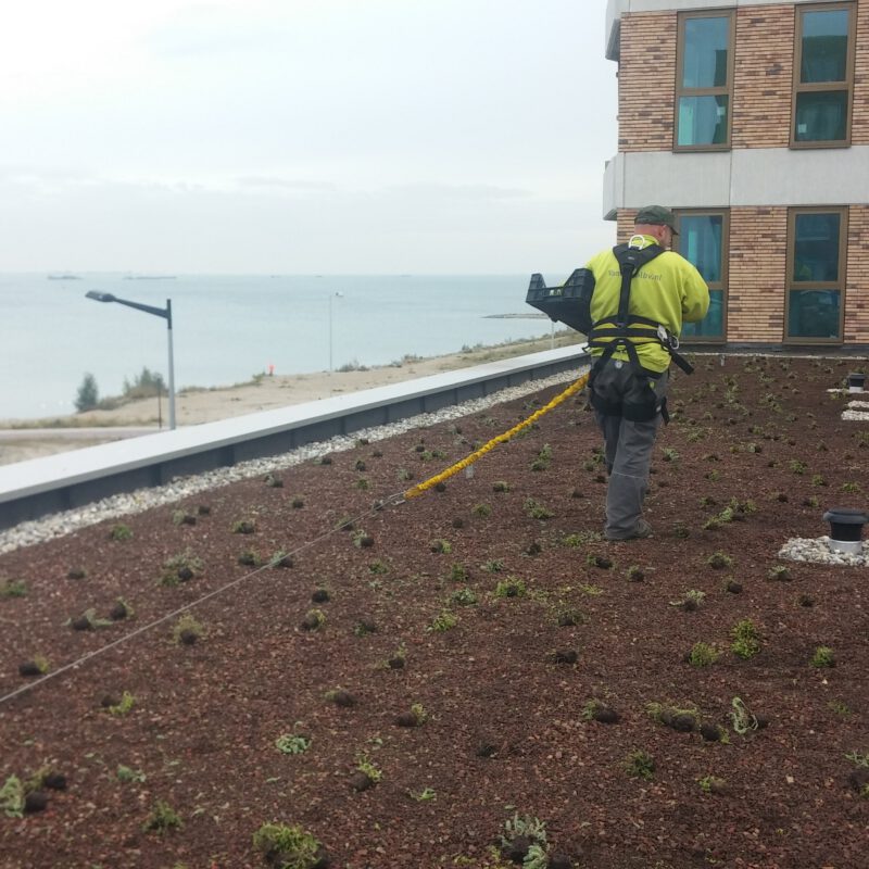 Aanleg groen dak Blok 54 IJburg Amsterdam Weerproof