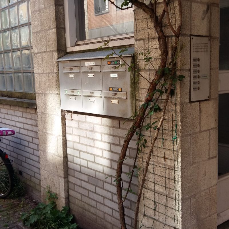 Geveltuin met klimplant naast postbussen Amsterdam Weerproof