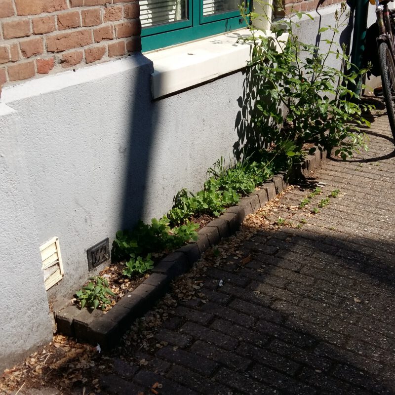Kleine geveltuin in de zon Amsterdam Weerproof