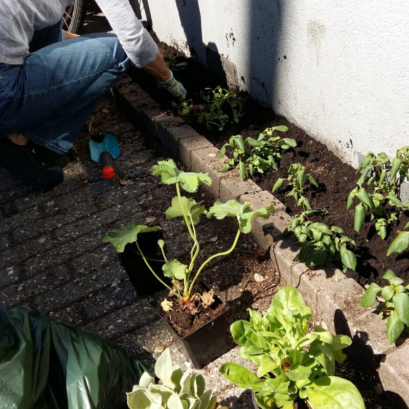 Aanleggen nieuwe geveltuin Amsterdam Weerproof