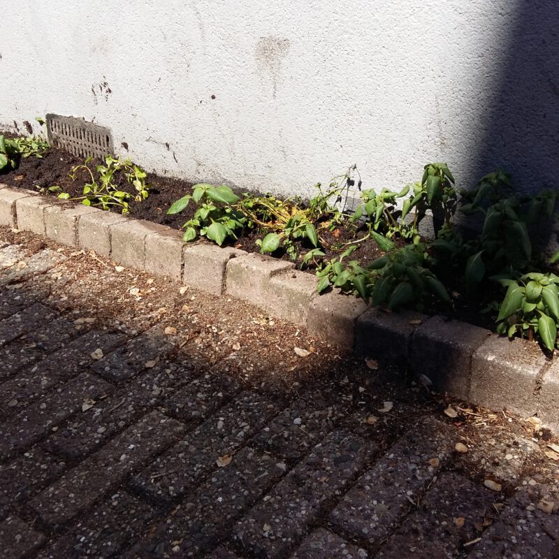 Nieuwe groene geveltuin in de zon Amsterdam Weerproof