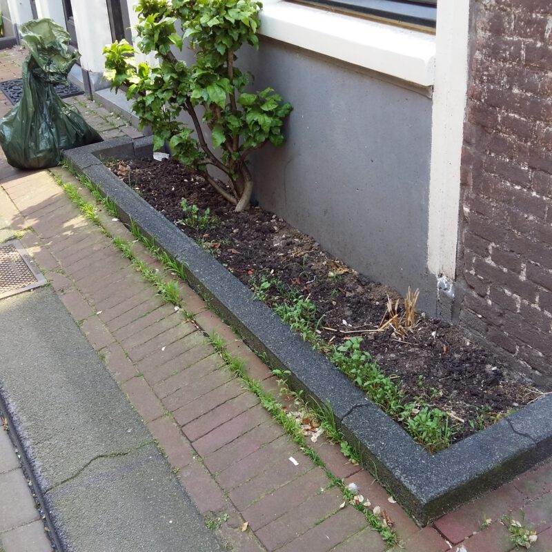 Nieuwe groene geveltuin Amsterdam Weerproof