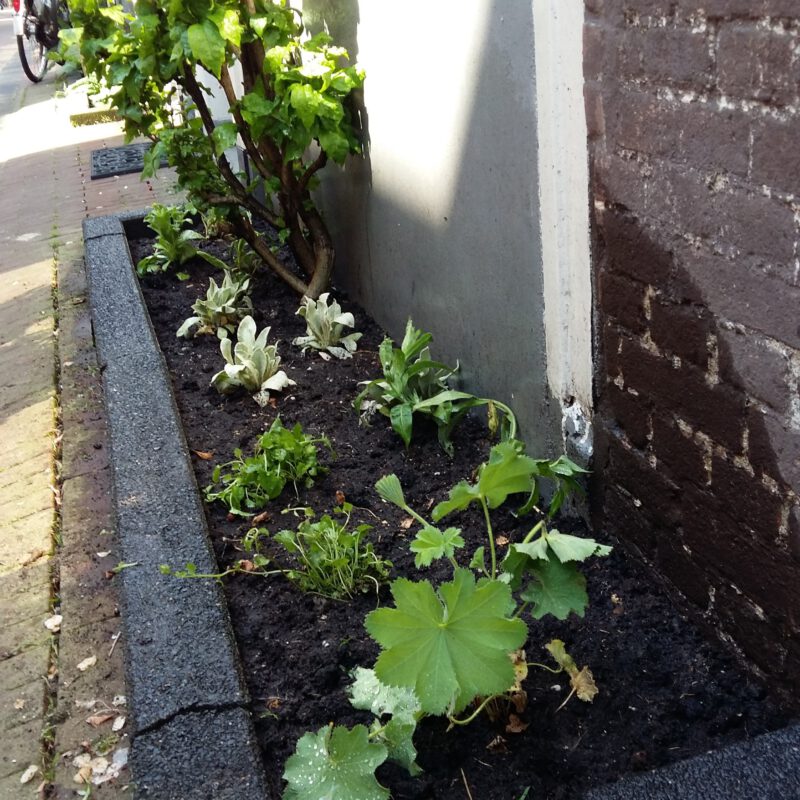 Nieuwe groene geveltuin in de zon Amsterdam Weerproof