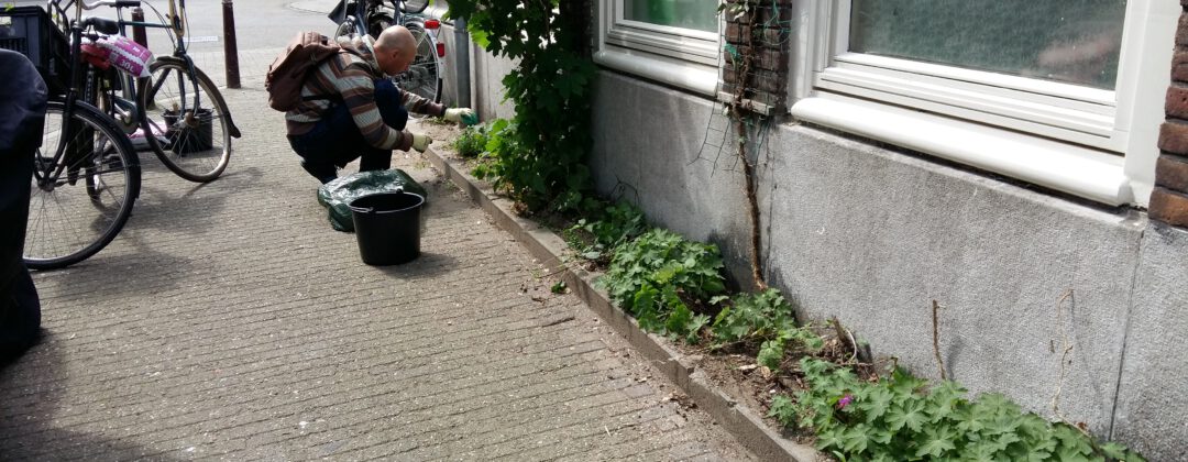 Groene geveltuin met klimplanten Amsterdam Weerproof