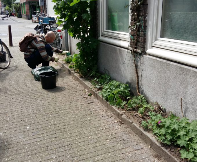 Groene geveltuin met klimplanten Amsterdam Weerproof