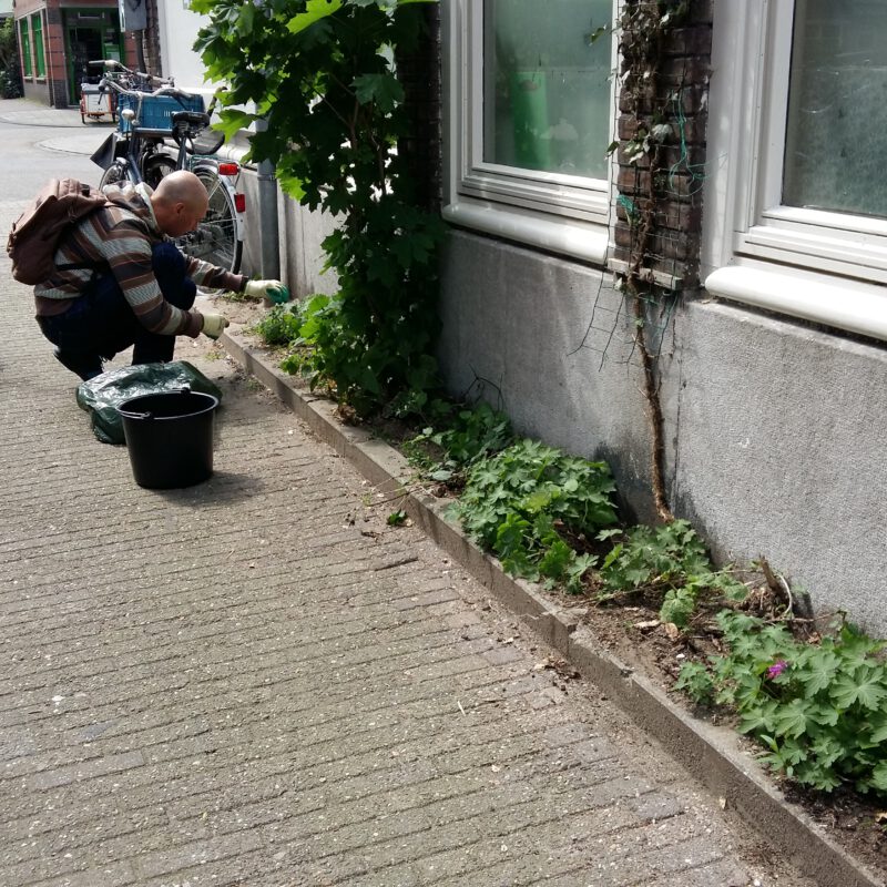 Groene geveltuin met klimplanten Amsterdam Weerproof
