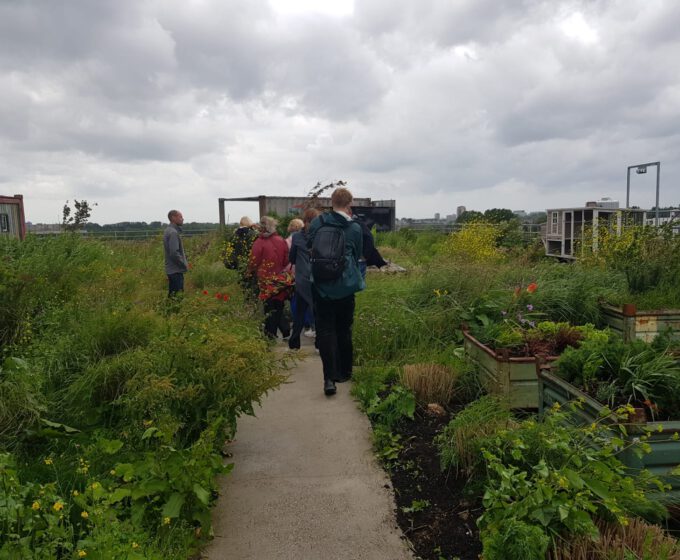 Groen dak met eetbare vegetatie bij B. aangelegd door Moss in Amsterdam Weerproof