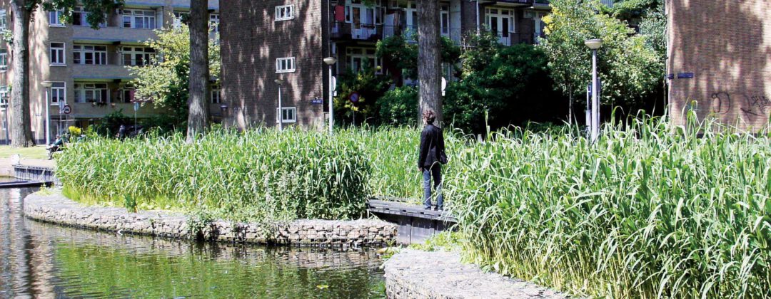 Helofytenfilter tussen riet in het water bij de erasmusgracht Amsterdam Weerproof