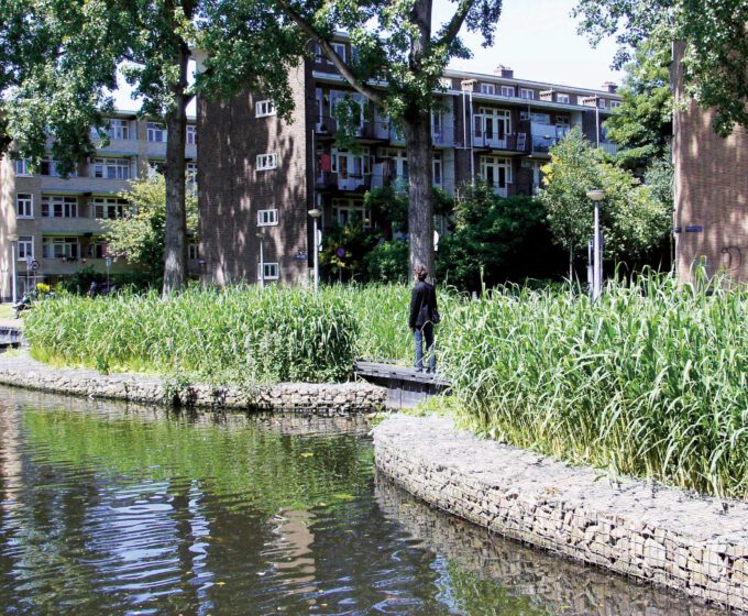 Helofytenfilter tussen riet in het water bij de erasmusgracht Amsterdam Weerproof