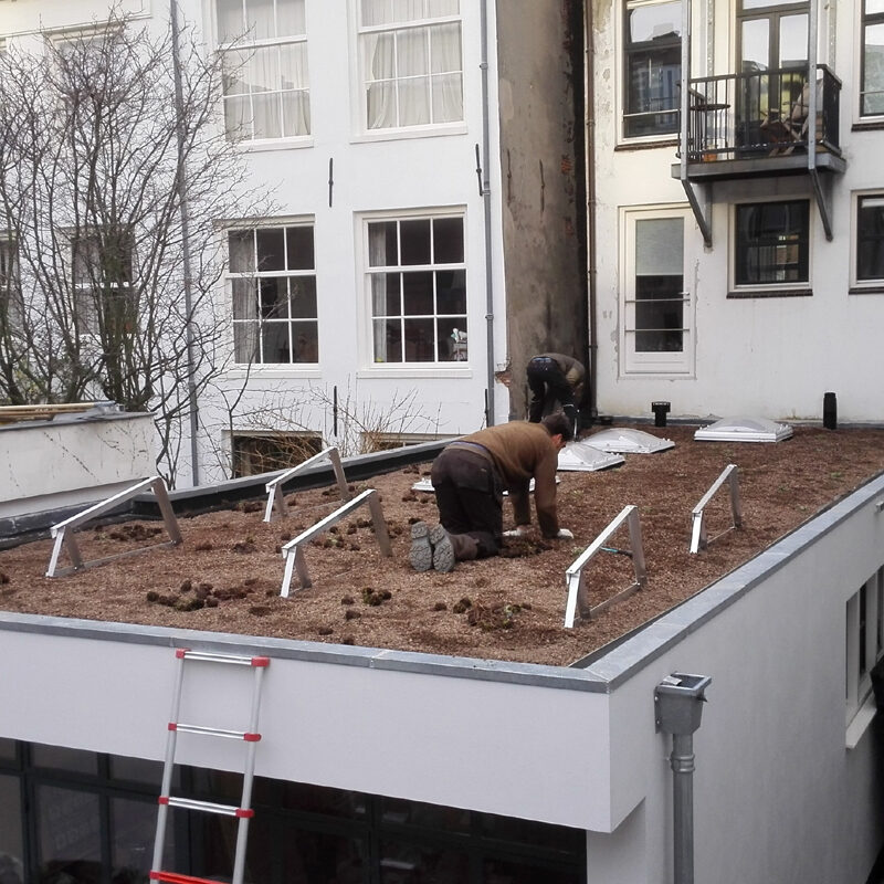 Aanleg BloemDwars groen dak met zonnepanelen Amsterdam Weerproof