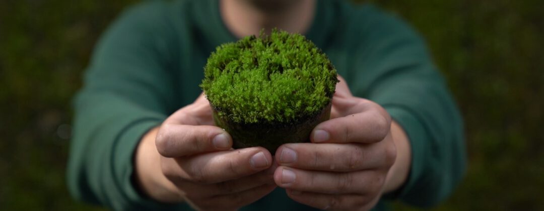 Mosplantje met handen voor op gevel tegen hitte Amsterdam Weerproof