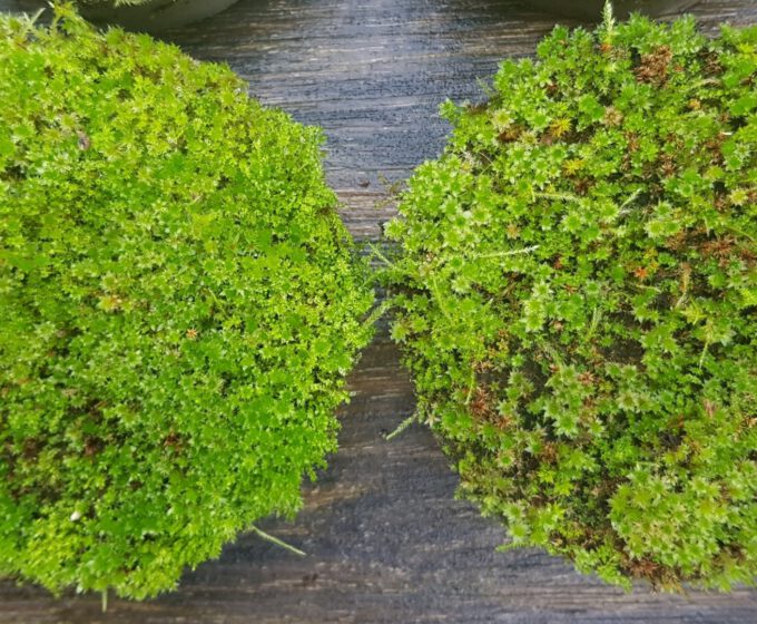 Twee ronde mosplanten aan de muur tegen hitten Amsterdam Weerproof