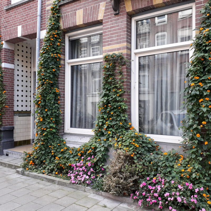 Geveltuin met bloemen en klimplanten Amsterdam Weerproof