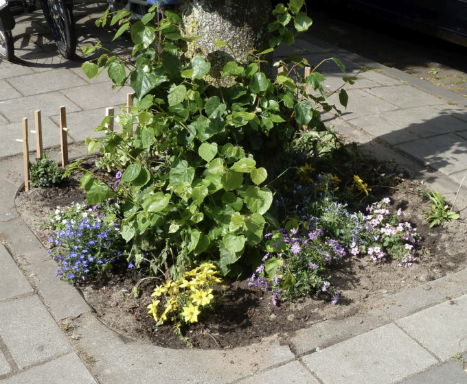 Boomspiegel of boomtuin als maatregel tegen extreme regenval Amsterdam Weerproof
