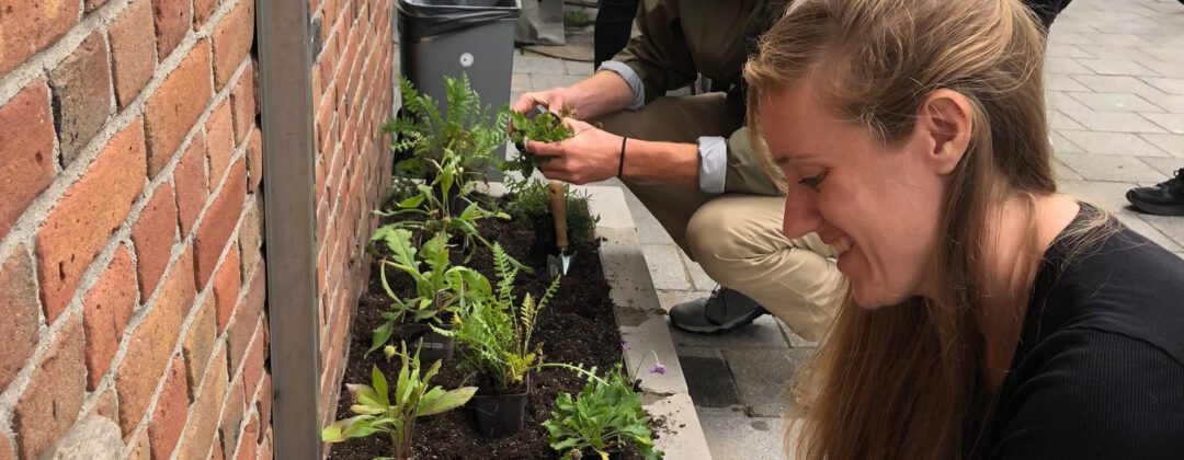 Vrijwilligers leggen 1000e geveltuin aan Amsterdam Weerproof