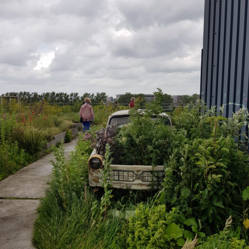 Groen dak met eetbare vegetatie bij B. aangelegd door Moss in Amsterdam Weerproof