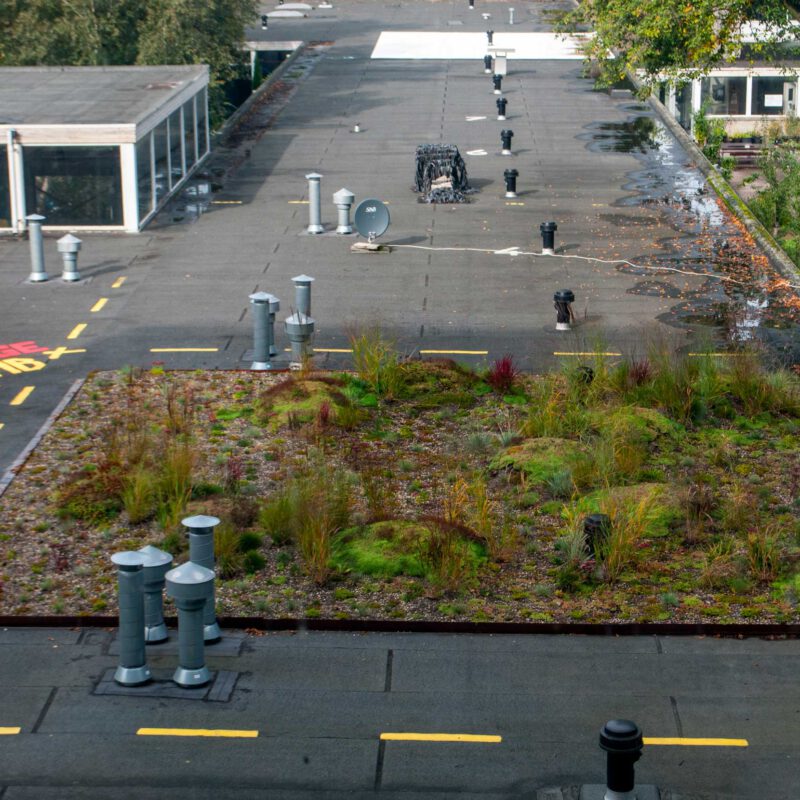 Gedeeltelijk grasheuvel dak op het plantagelab Amsterdam Weerproof