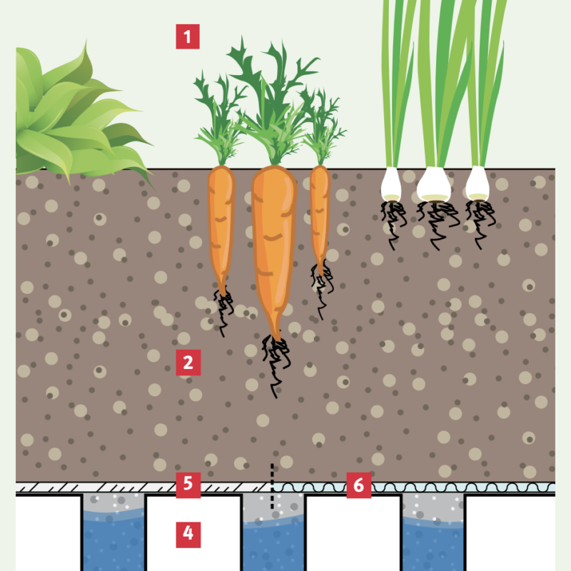 Dwarsdoorsnede van de dakmoestuin op de Danzigerkade Amsterdam Weerproof