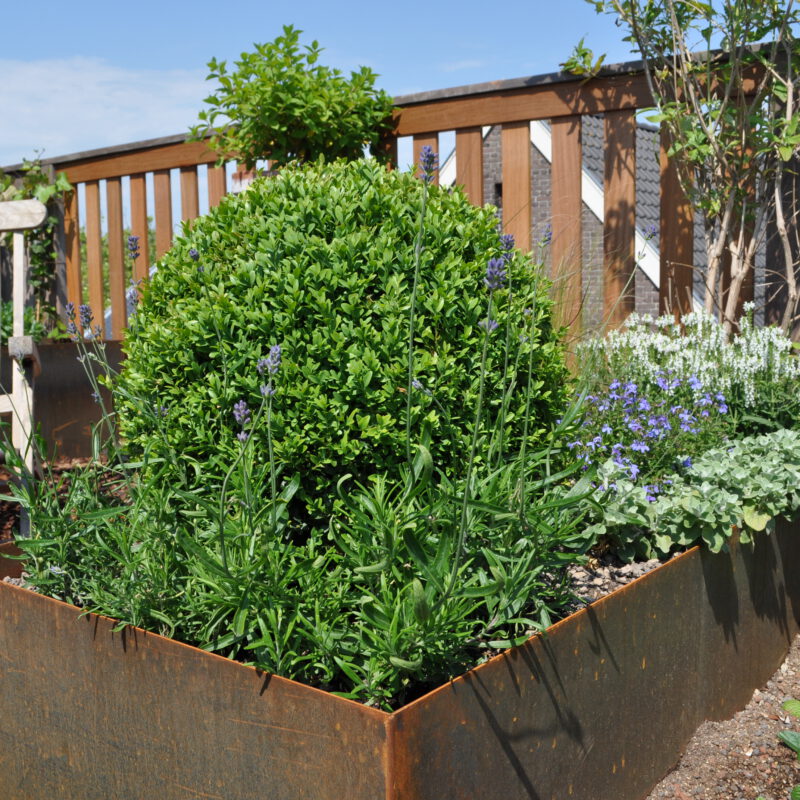Daktuin met plantenbak met bloemen en struiken Amsterdam Weerproof