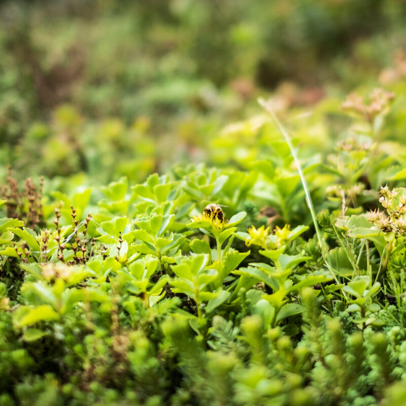 Groene planten met bij op balkon Amsterdam Weerproof