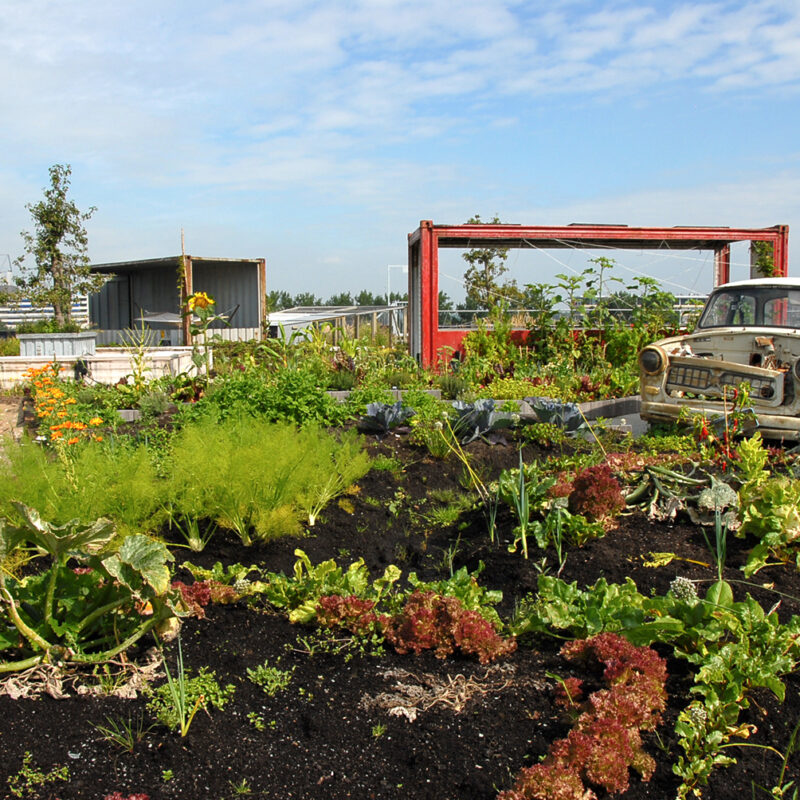 Groen dak met eetbare vegetatie bij B. aangelegd door Moss in Amsterdam Weerproof