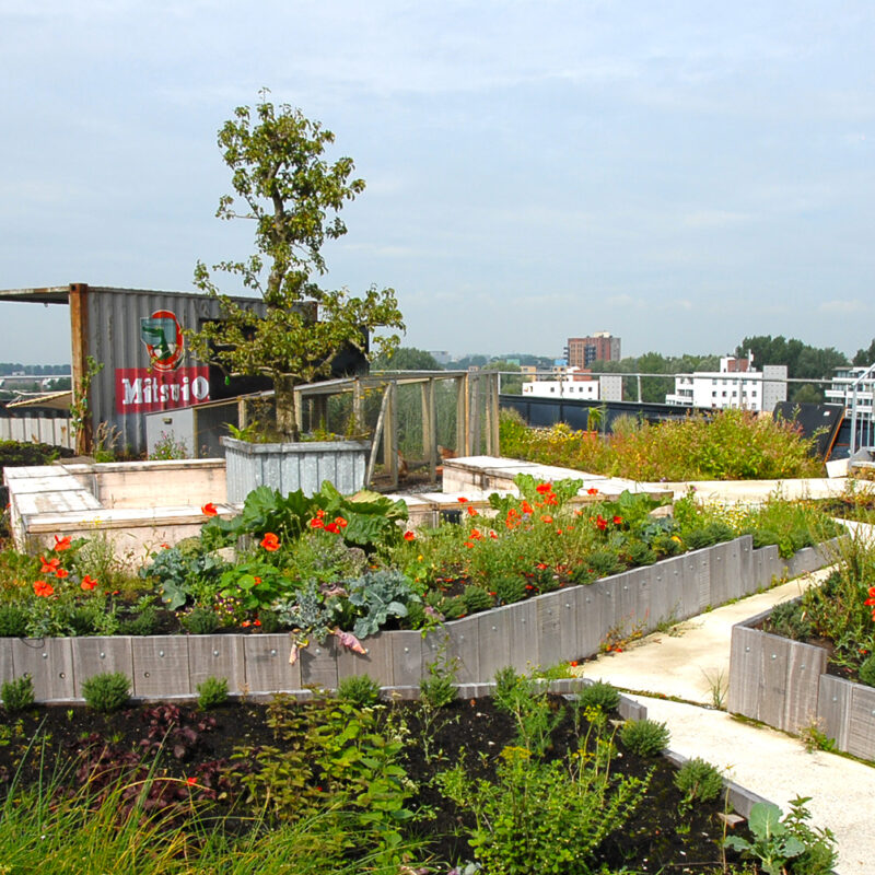 Groen dak met eetbare vegetatie bij B. aangelegd door Moss in Amsterdam Weerproof