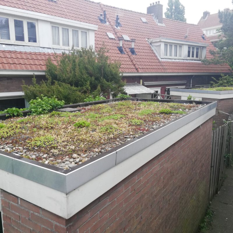 Groen dak op schuur Amsterdam Weerproof