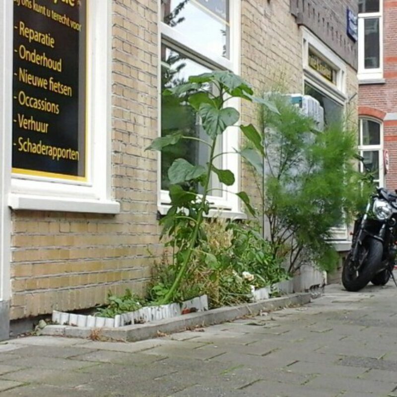 Geveltuin met grote planten Amsterdam Weerproof