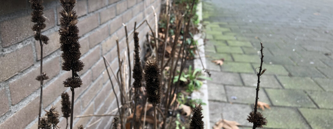 Geveltuin Amsterdam Weerproof