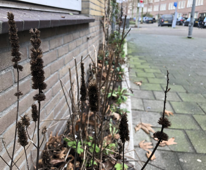 Geveltuin Amsterdam Weerproof