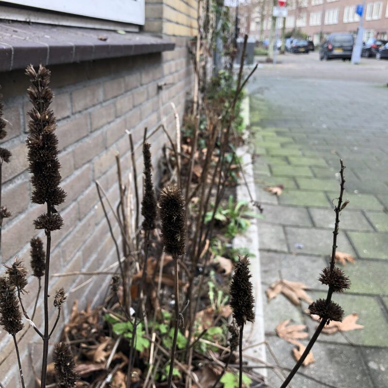 Geveltuin Amsterdam Weerproof