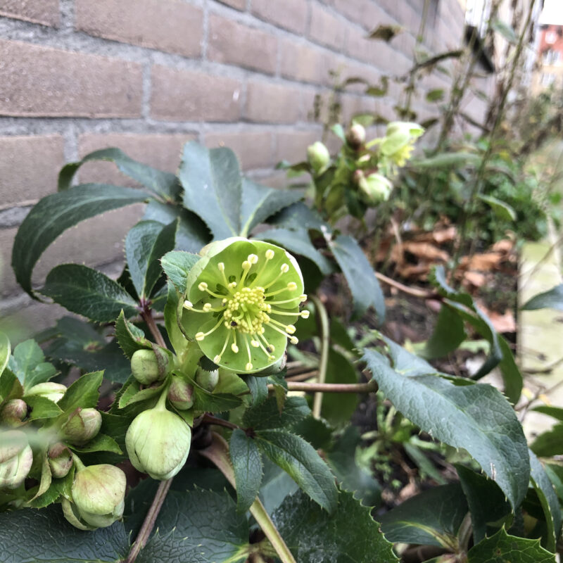 Geveltuin in zon met bloemen Amsterdam Weerproof