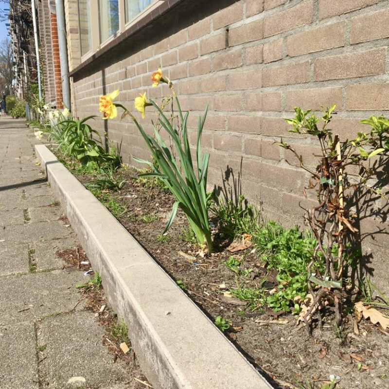 Geveltuin in zon met narcissen Amsterdam Weerproof