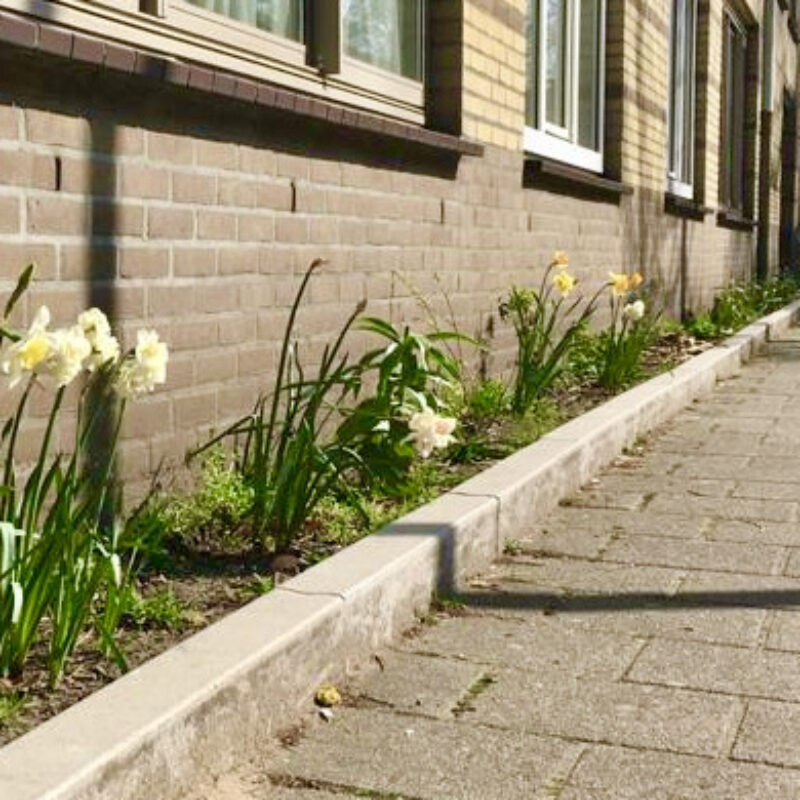 Geveltuin in zon met narcissen Amsterdam Weerproof