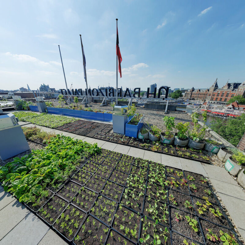 Groen dak met groente bij Rooffood restaurant Vermeer Amsterdam Weerproof