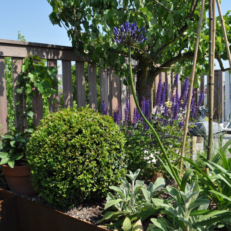Daktuin met bloemen, struiken en bomen Amsterdam Weerproof