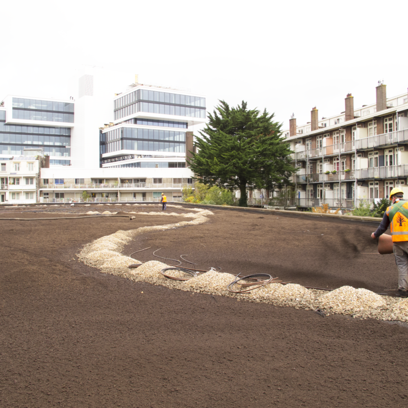 Aanleg groen dak boven garage Amsterdam Weerproof