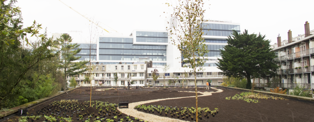 Aanleg groen dak boven garage Amsterdam Weerproof