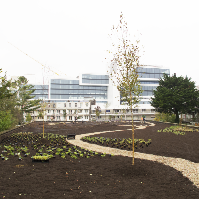 Aanleg groen dak boven garage Amsterdam Weerproof