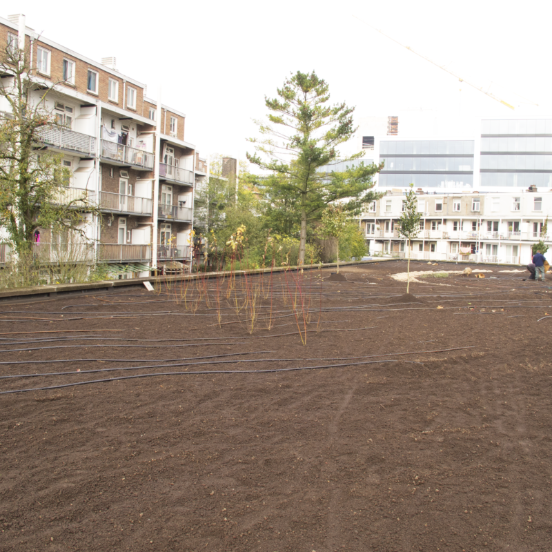 Aanleg groen dak boven garage Amsterdam Weerproof