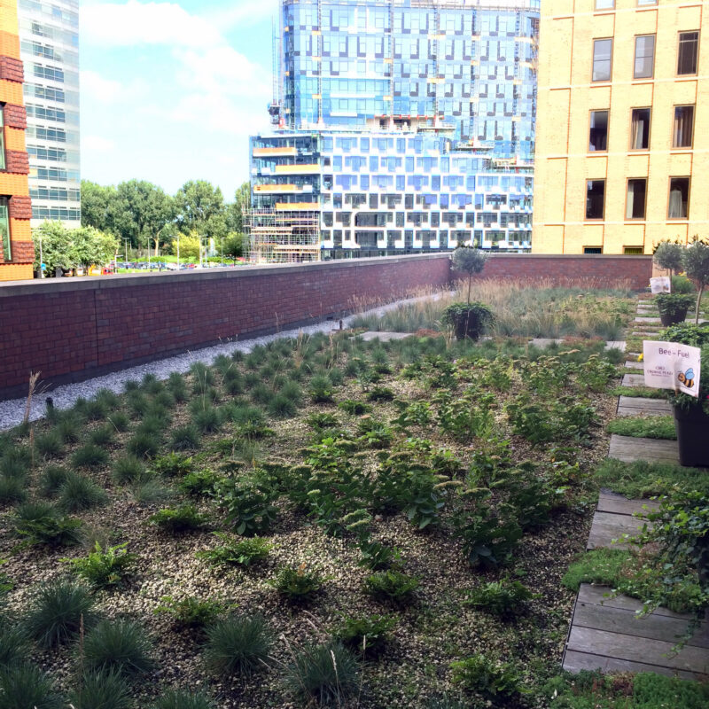 Groen kruidendak Amsterdam Weerproof