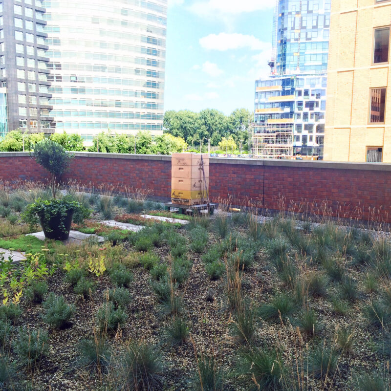 Groen kruidendak Amsterdam Weerproof