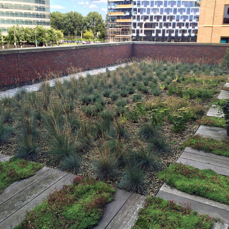 Groen kruidendak Amsterdam Weerproof