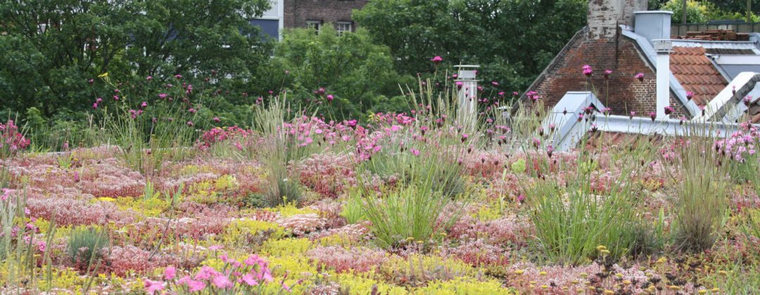 Groen dak met roze bloemen en planten voor wateropslag Amsterdam Weerproof